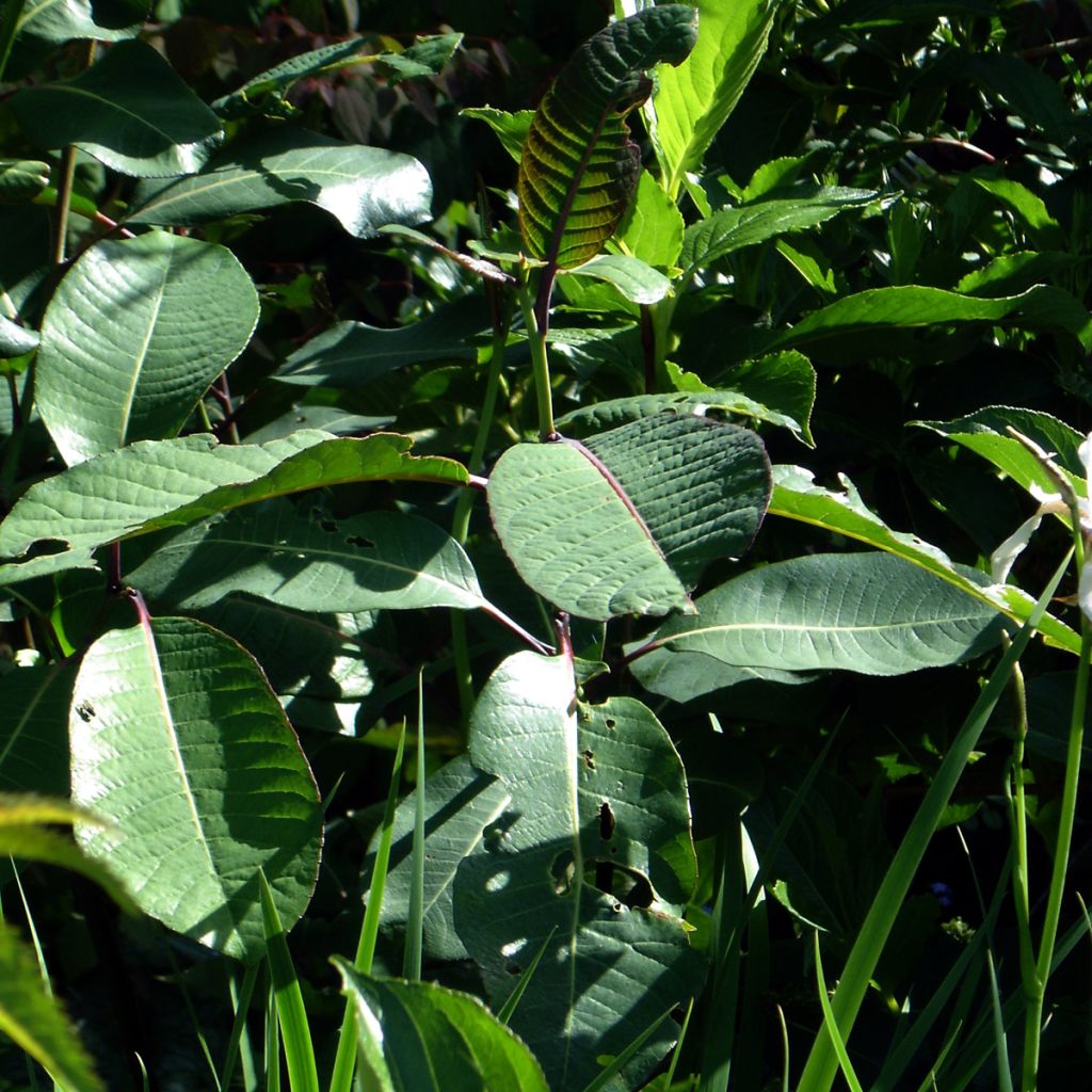 Salix magnifica - Sauce