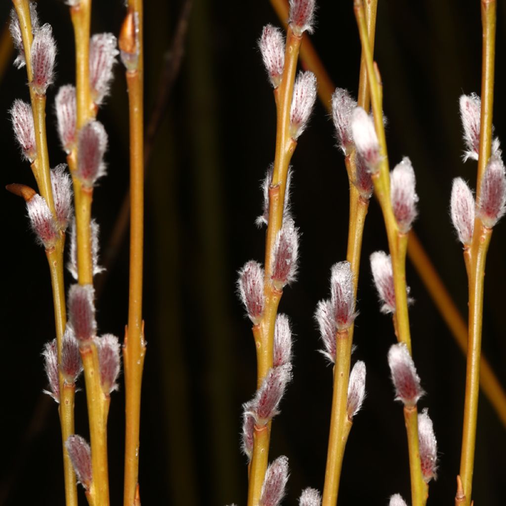 Salix purpurea Howki - Mimbrera púrpura