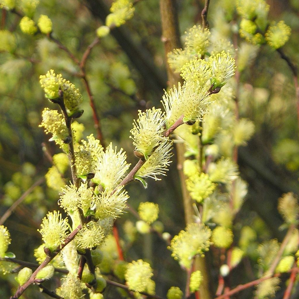 Salix repens - Saule rampant.