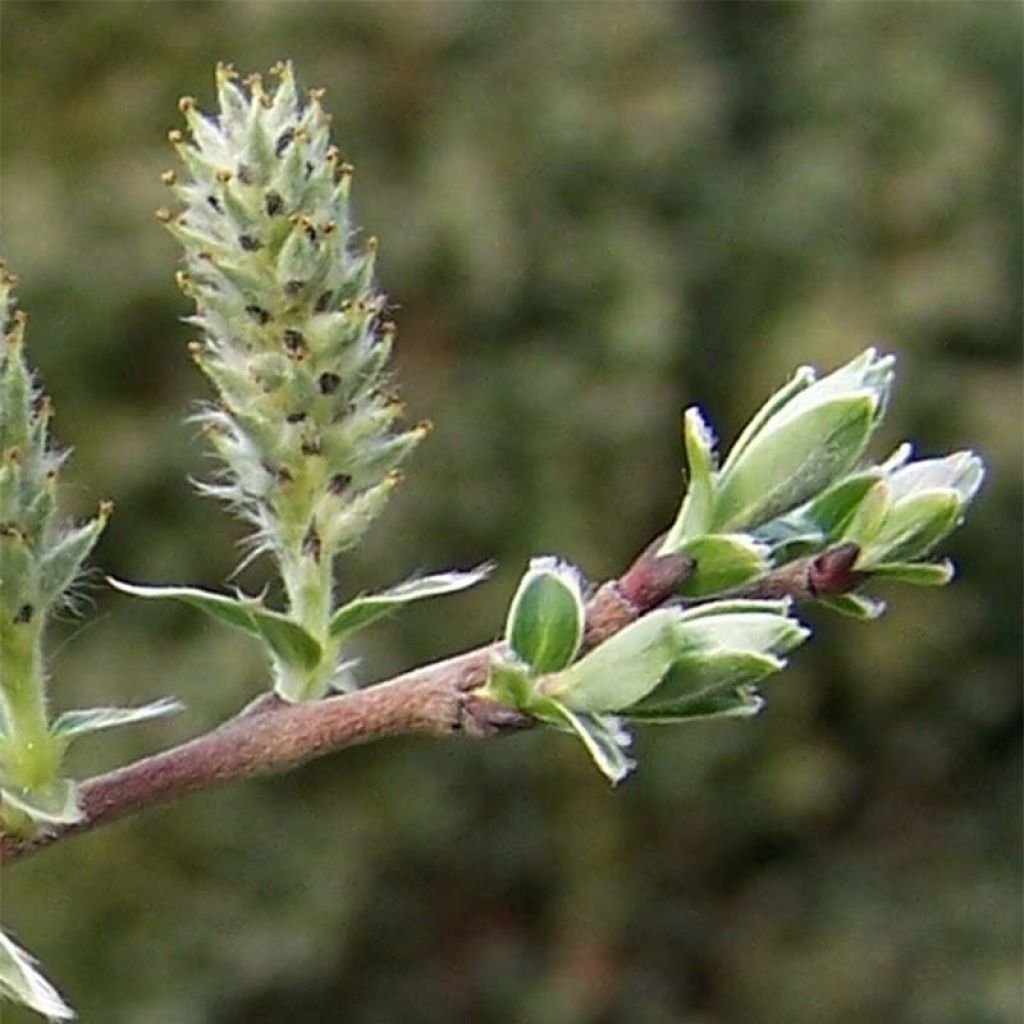 Salix repens - Sauce rastrero