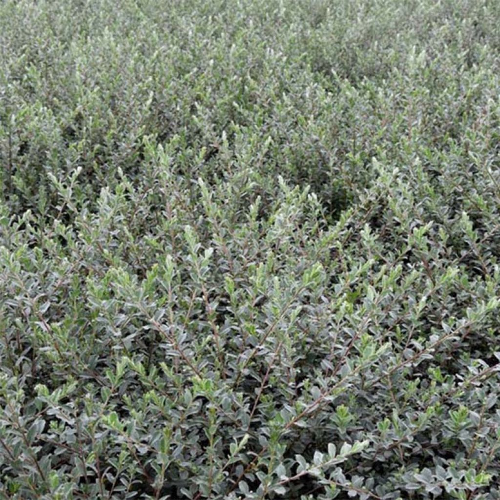 Salix repens Nitida - Saule rampant 