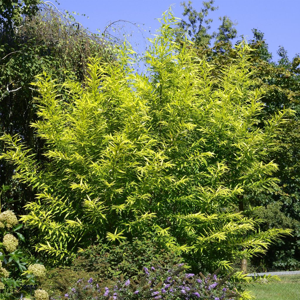 Saule doré -  Salix sachalinensis Golden Sunshine