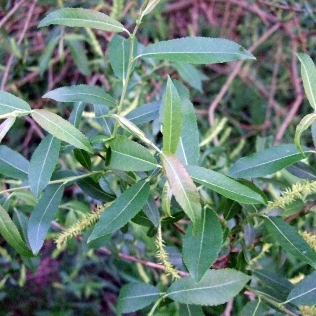 Salix triandra - Osier brun