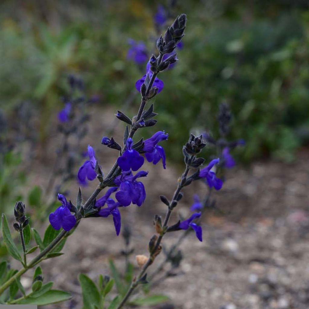 Salvia microphylla Blue Note - Salvia Rosa