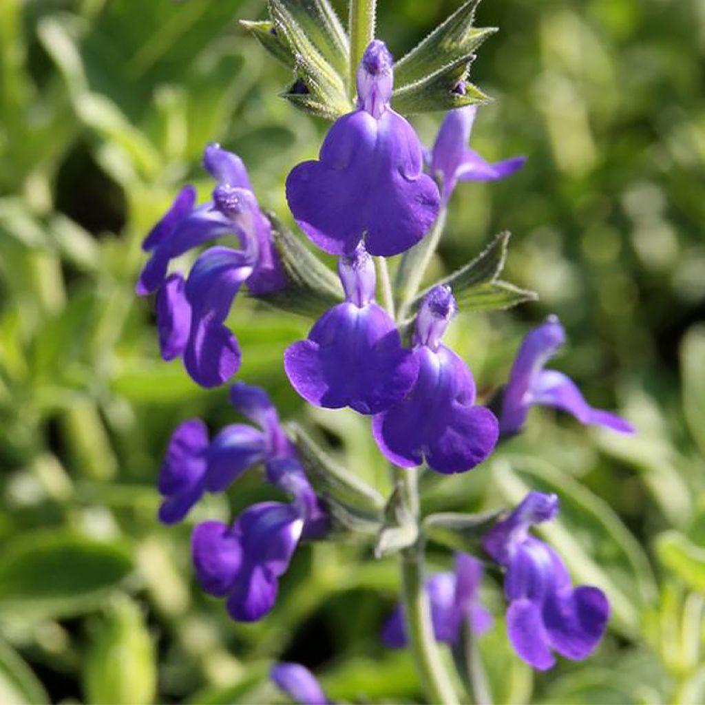 Salvia Delice Feline - Sauge arbustive