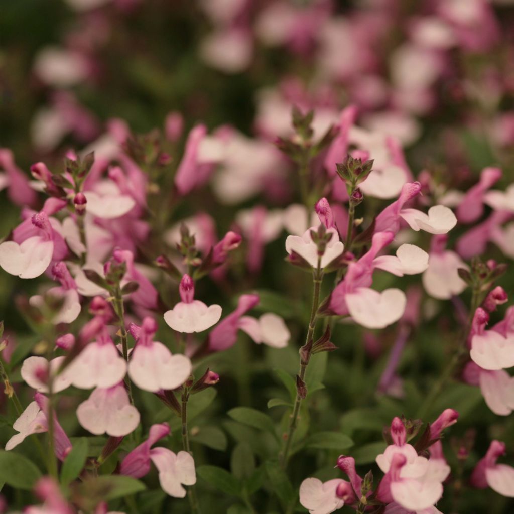 Salvia Dyson's Joy