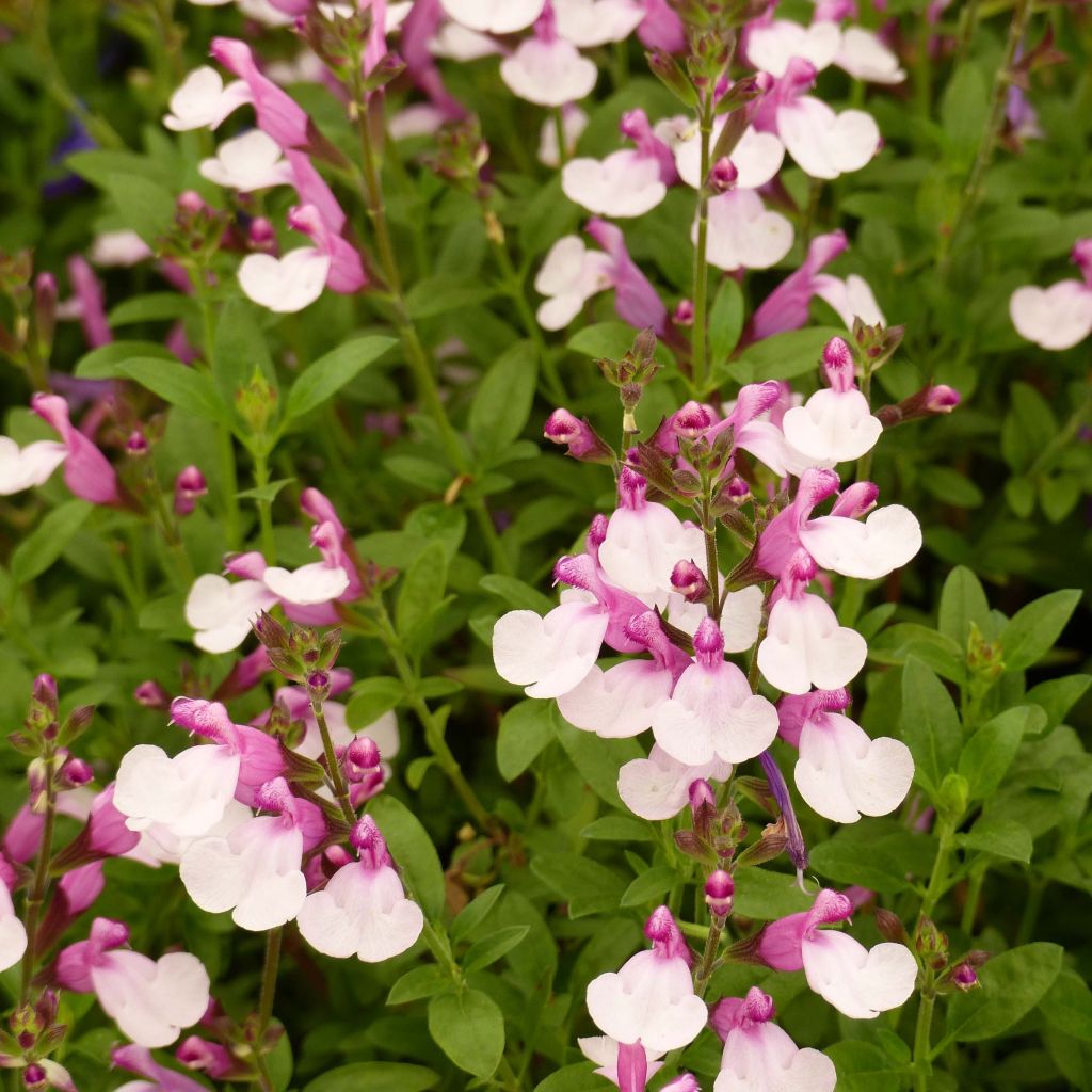 Salvia Dyson's Joy