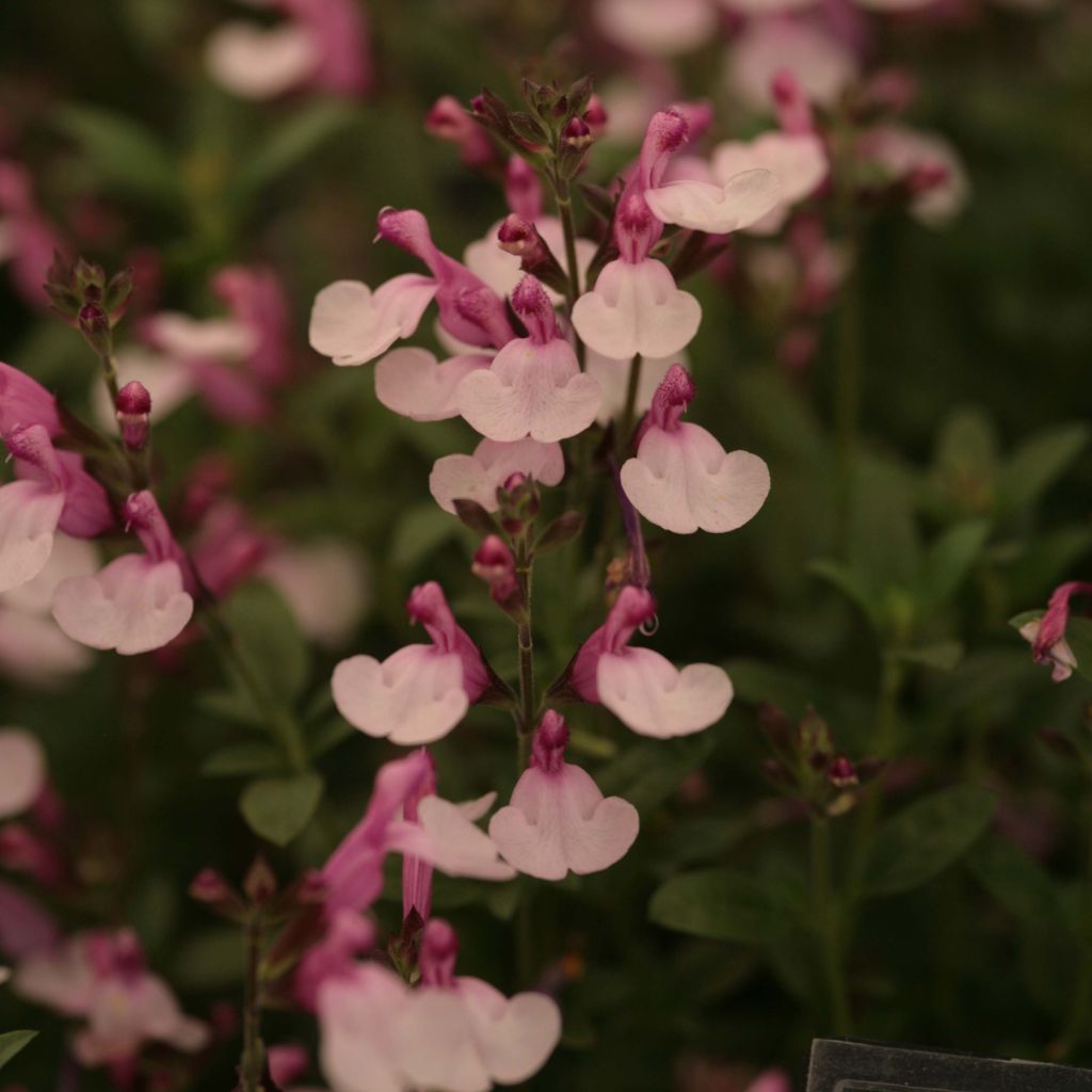 Salvia Dyson's Joy