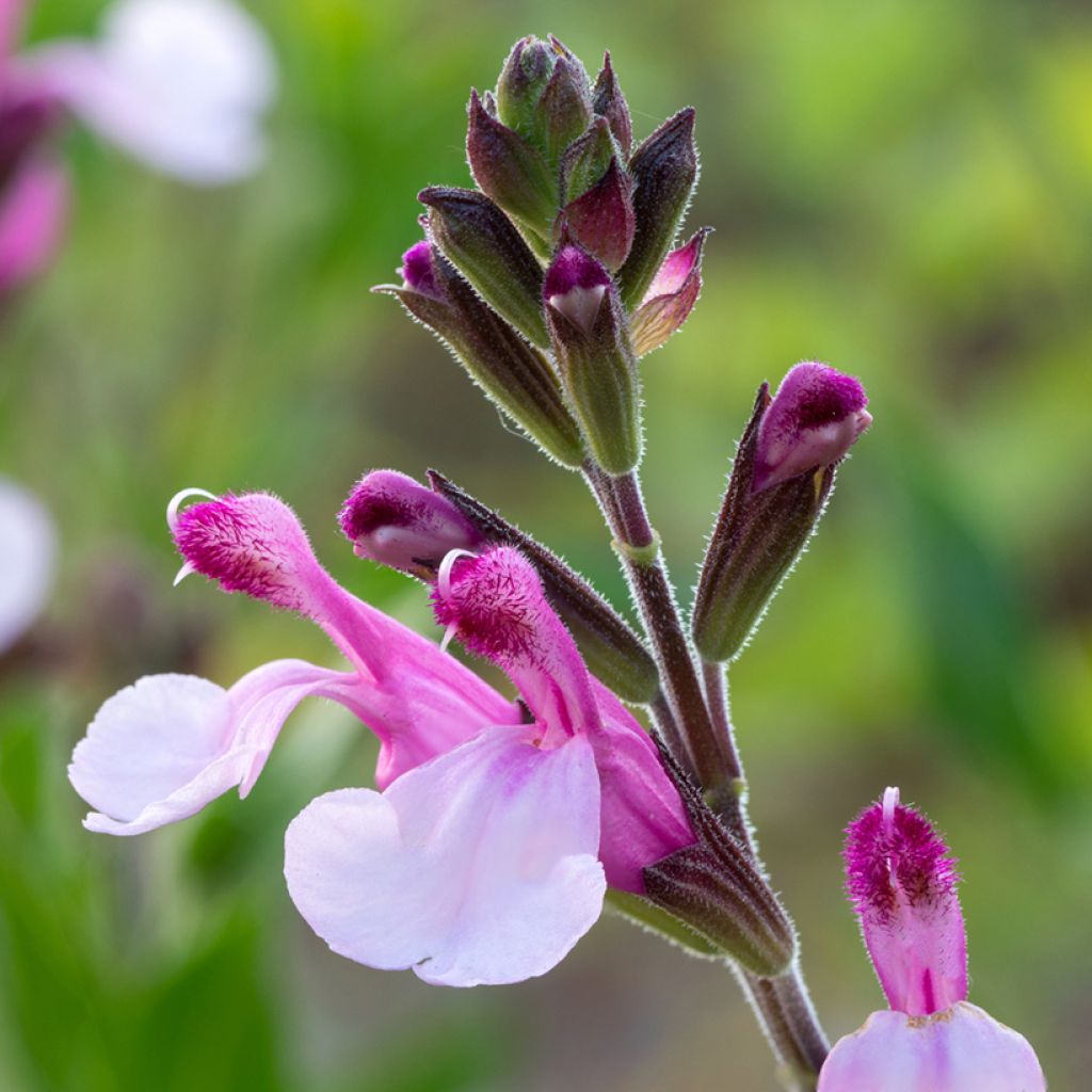 Salvia Dyson's Joy