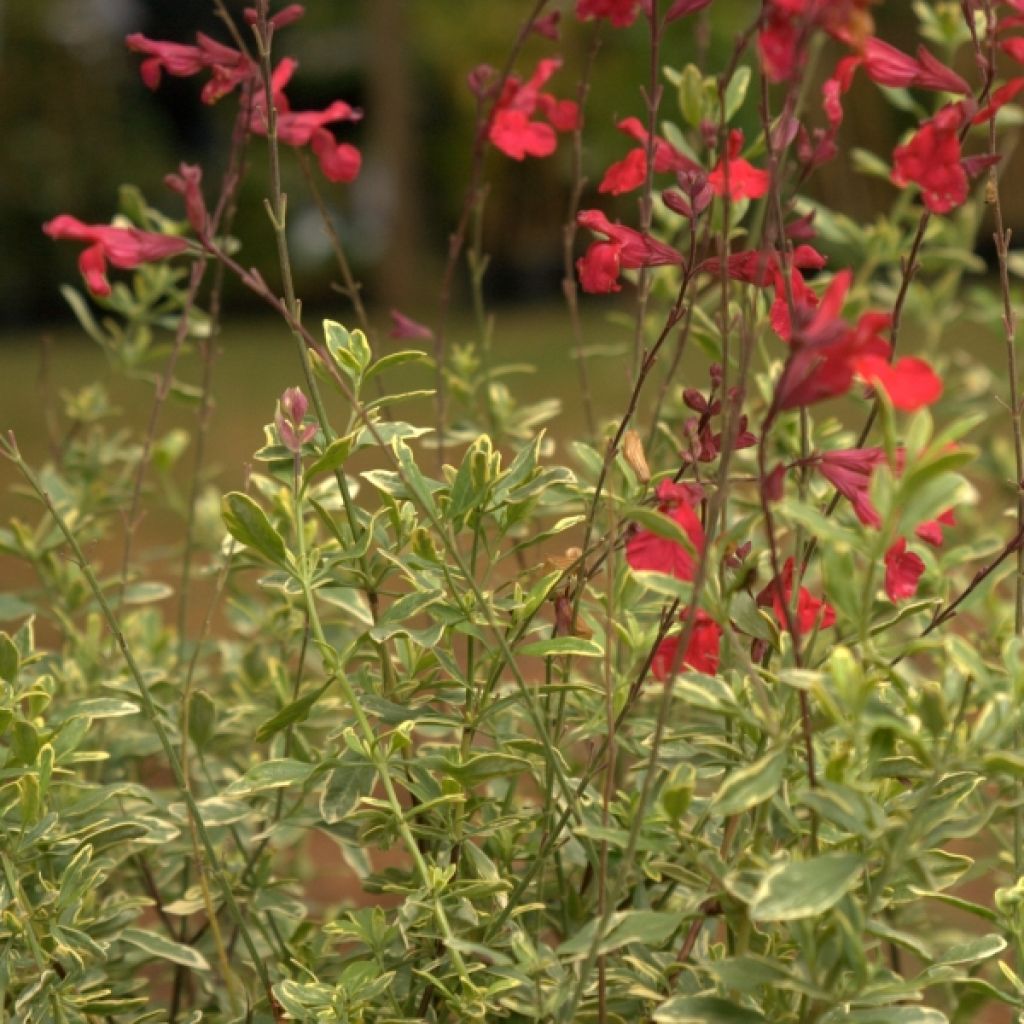 Sauge, Salvia microphylla Caramba