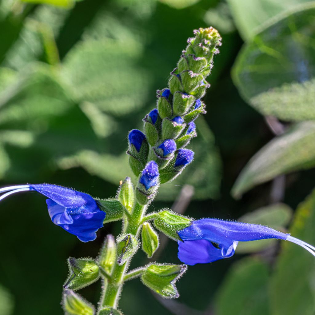 Salvia cacaliifolia