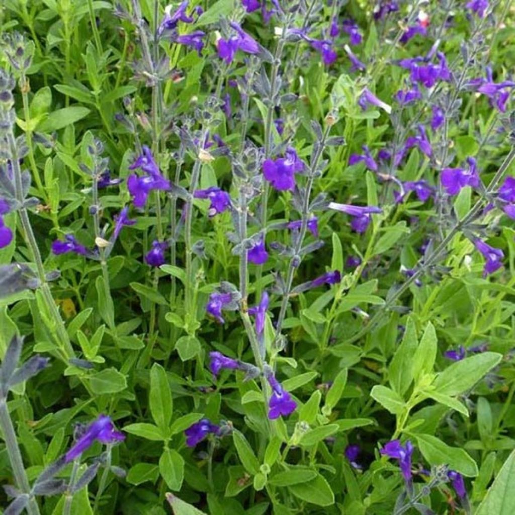 Salvia coahuilensis