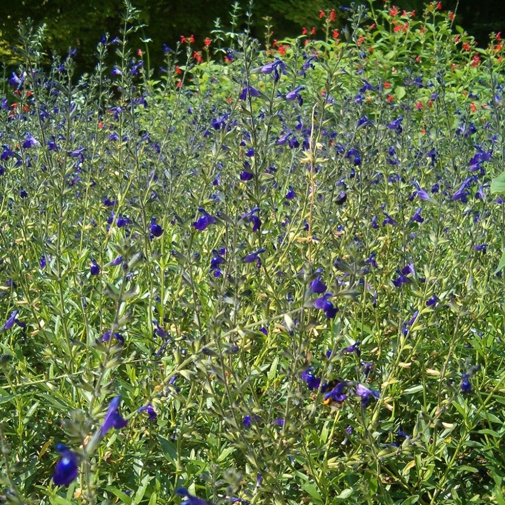 Salvia coahuilensis