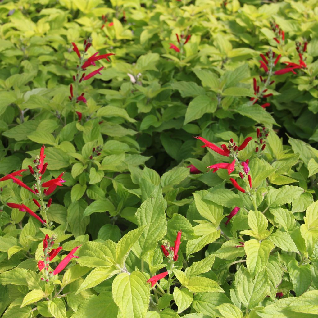 Salvia piña Golden Delicious