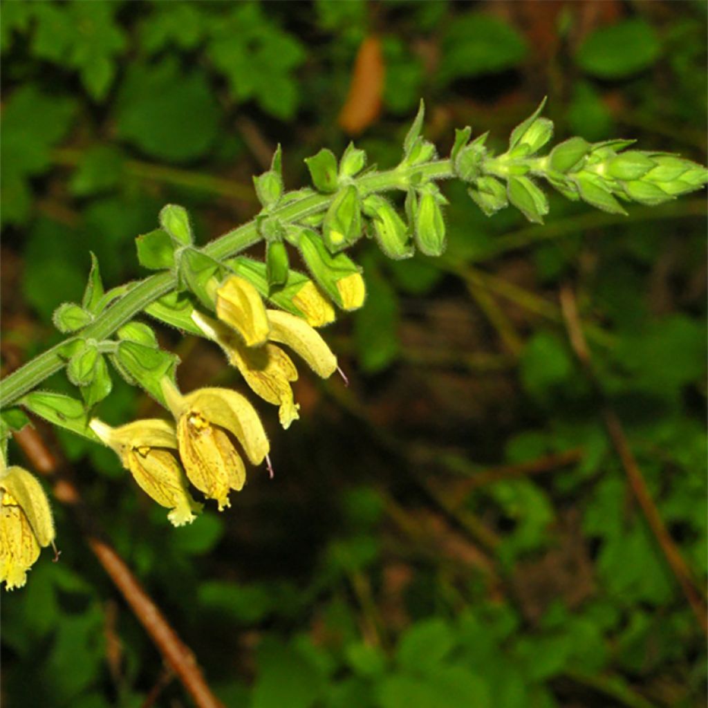 Salvia glutinosa