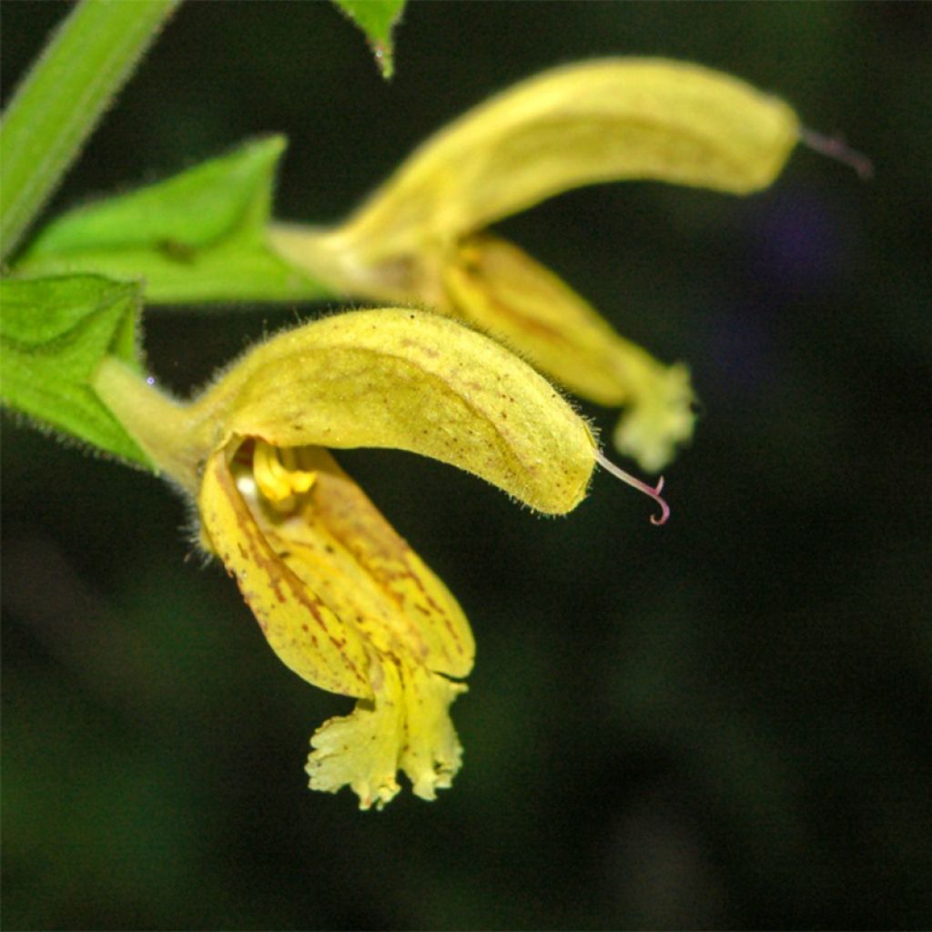 Salvia glutinosa