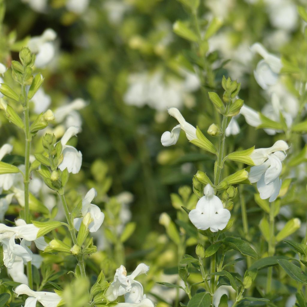 Salvia greggii Alba - Salvia de otoño