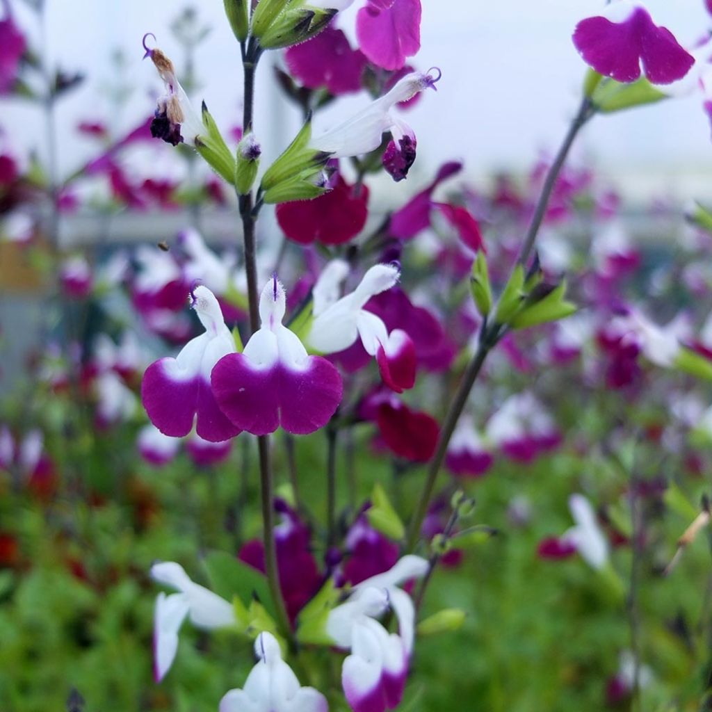 Salvia greggii Amethyst Lips - Salvia de otoño