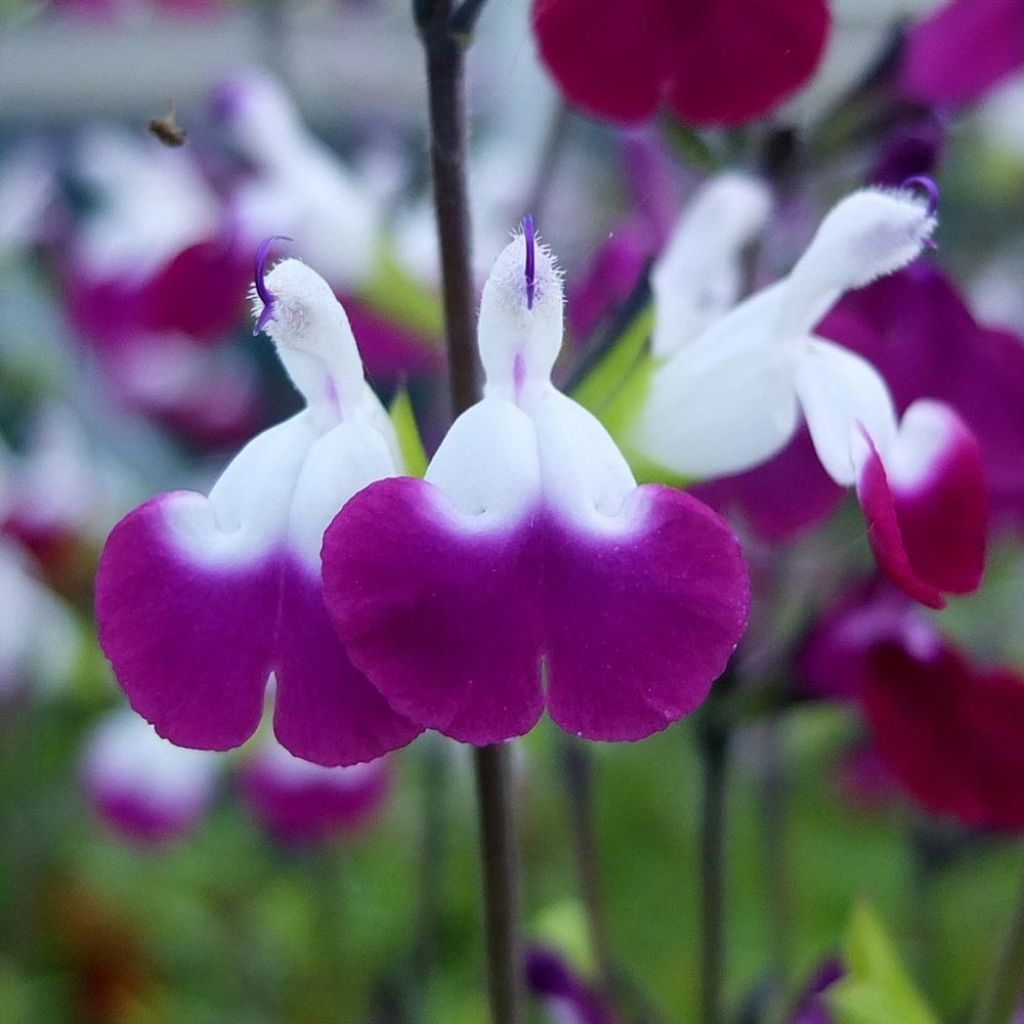 Salvia greggii Amethyst Lips - Salvia de otoño