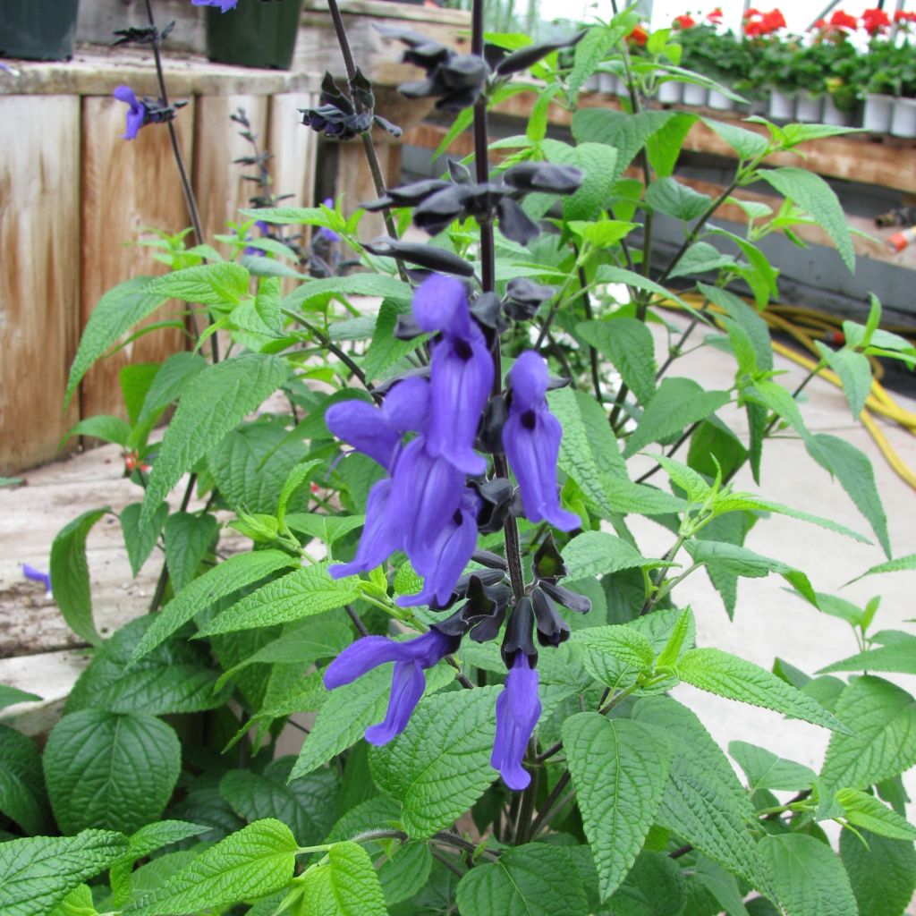 Salvia guaranitica Black and Blue - Salvia azul