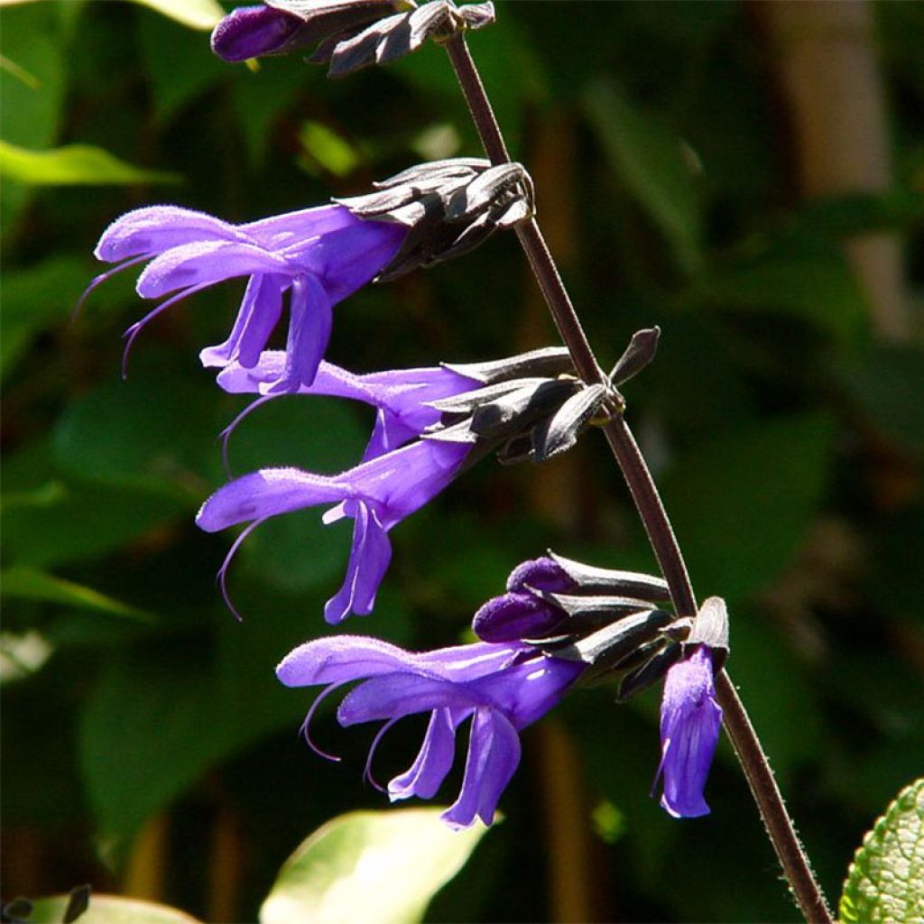 Salvia guaranitica Black and Blue - Salvia azul