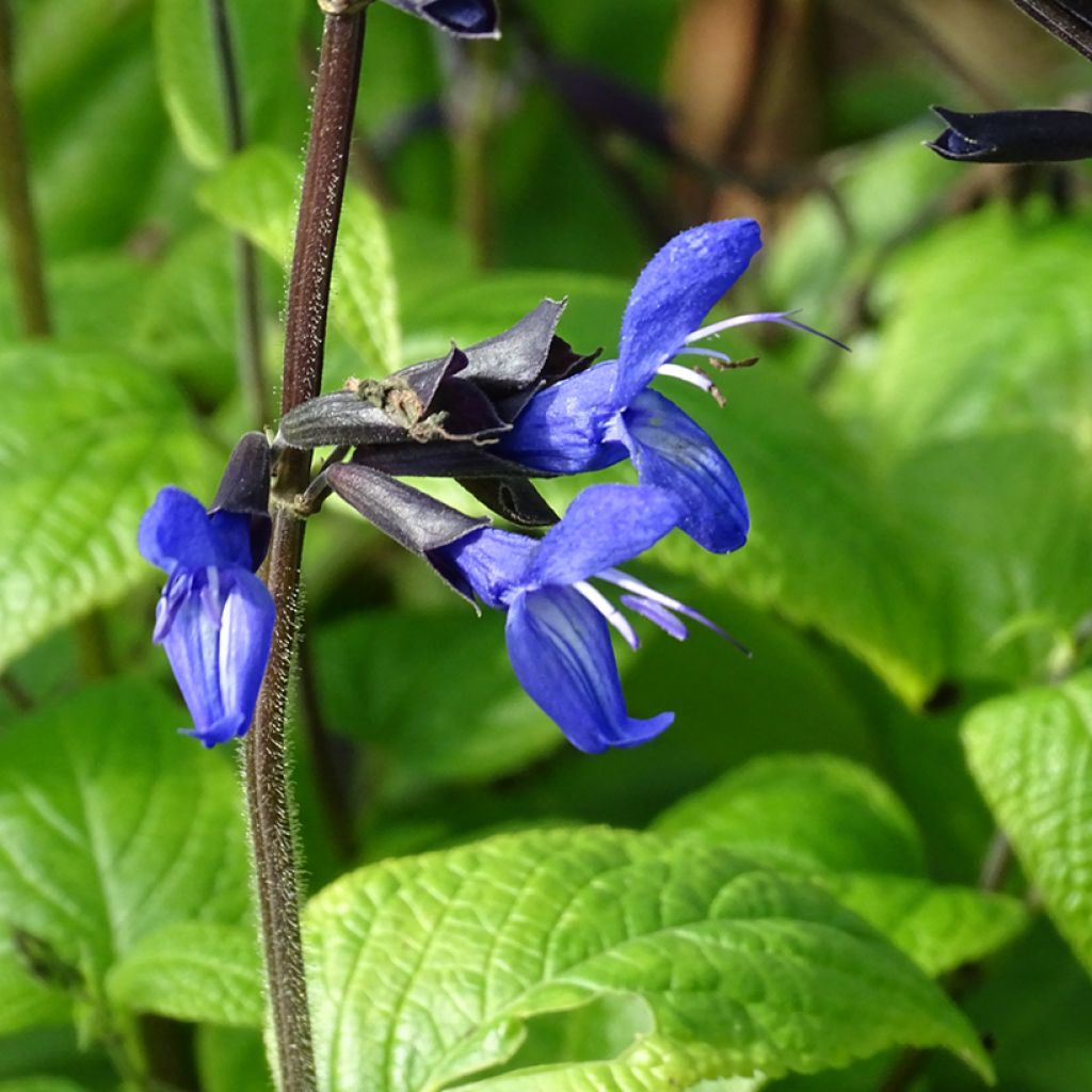 Salvia guaranitica Black and Blue - Salvia azul