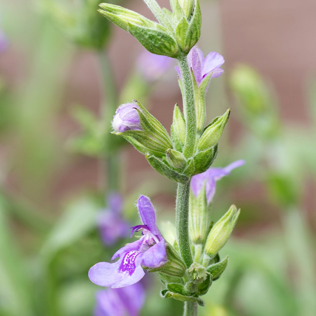 Salvia - Salvia lavandulifolia