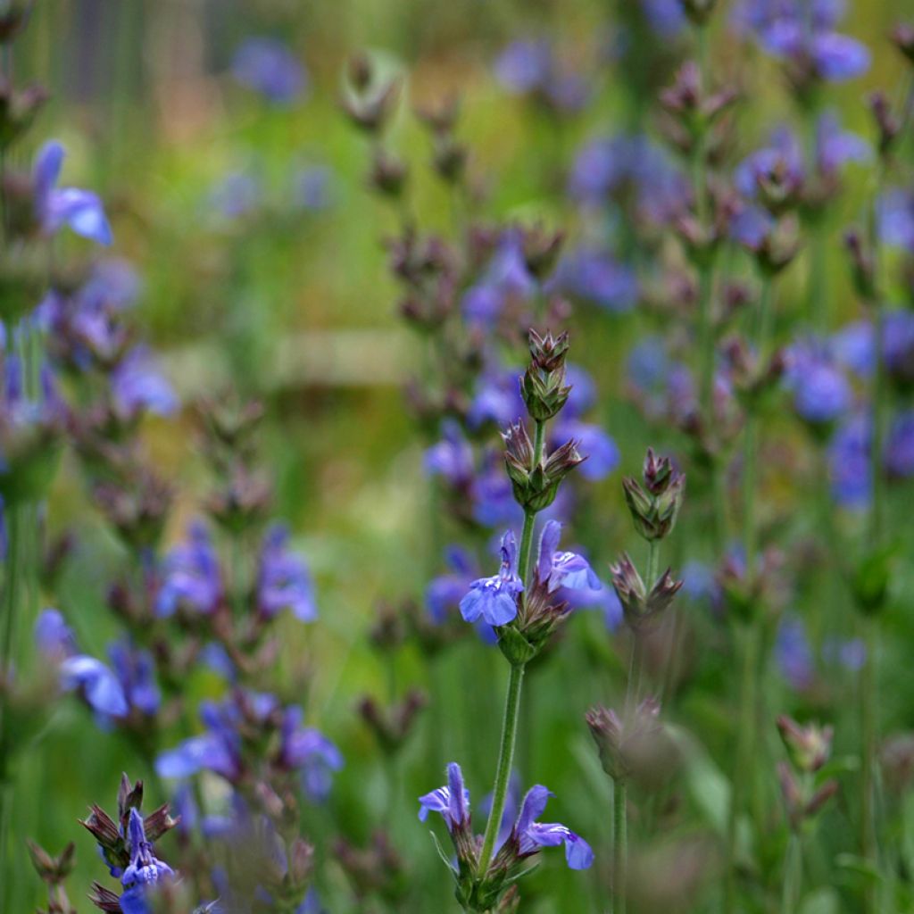 Salvia - Salvia lavandulifolia