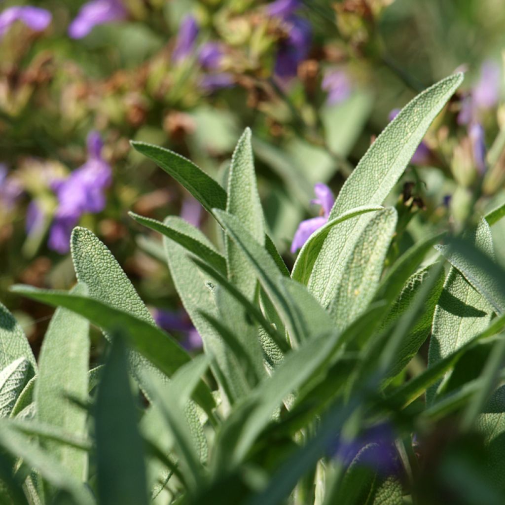 Salvia - Salvia lavandulifolia