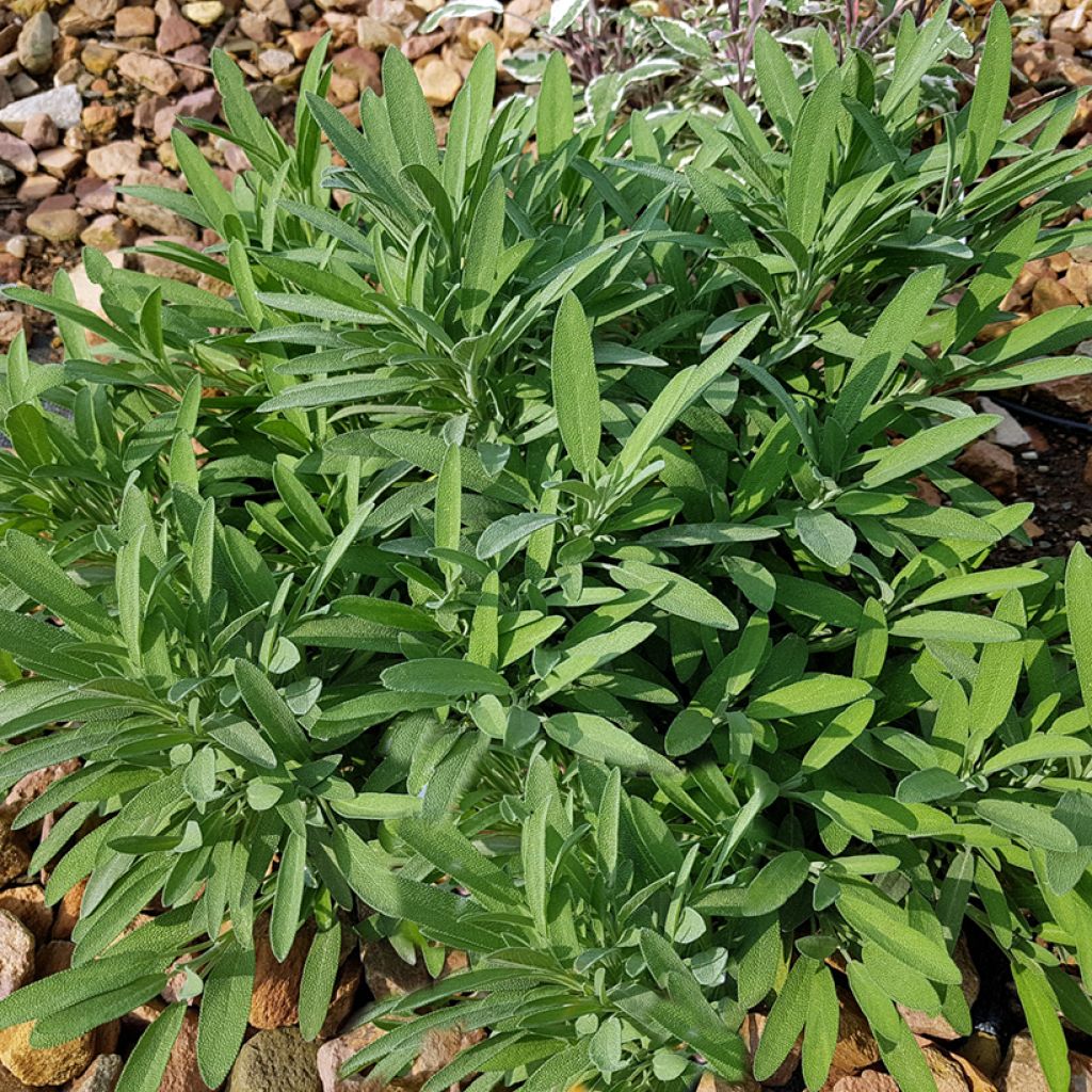 Salvia - Salvia lavandulifolia