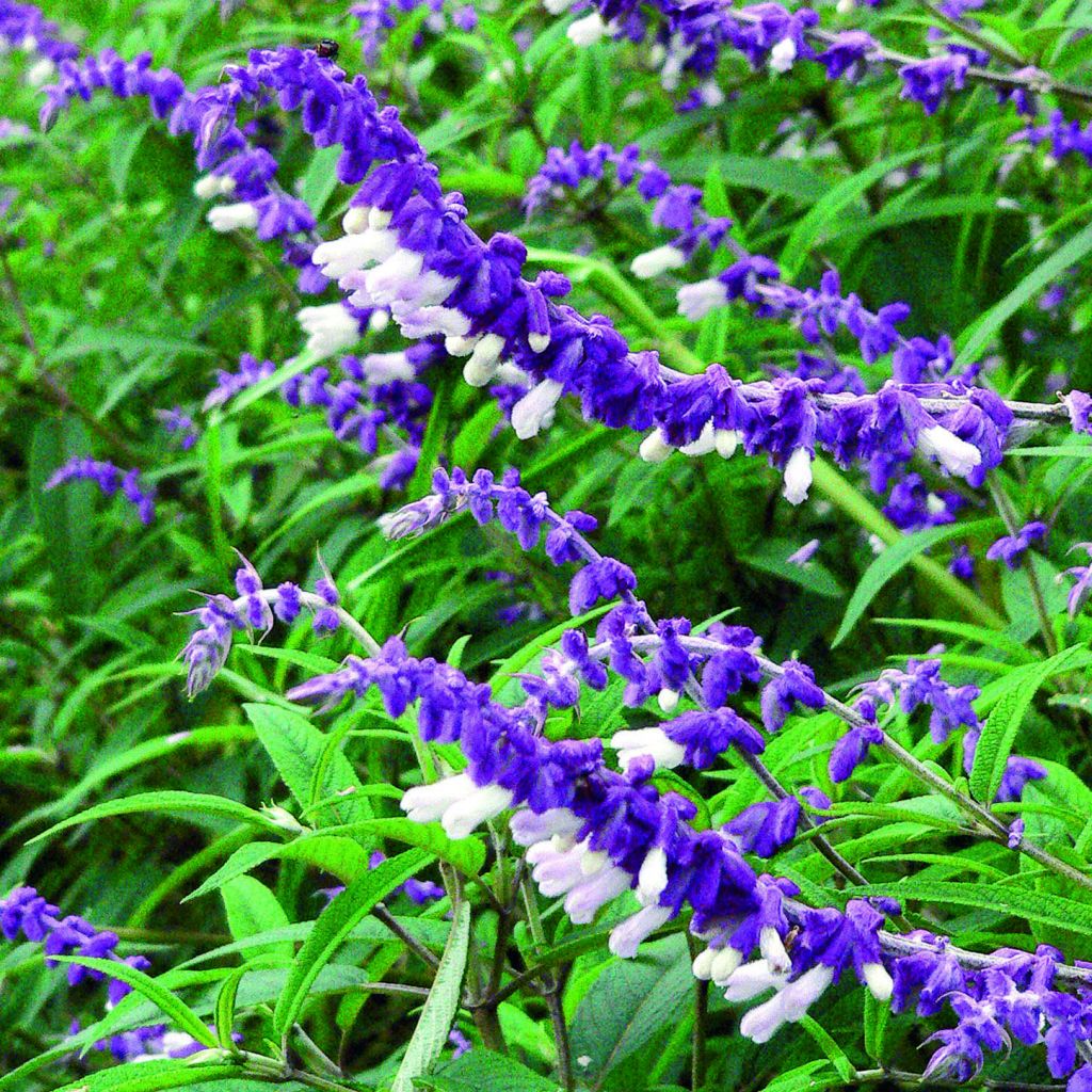 Salvia leucantha - Salvia rabo de gato