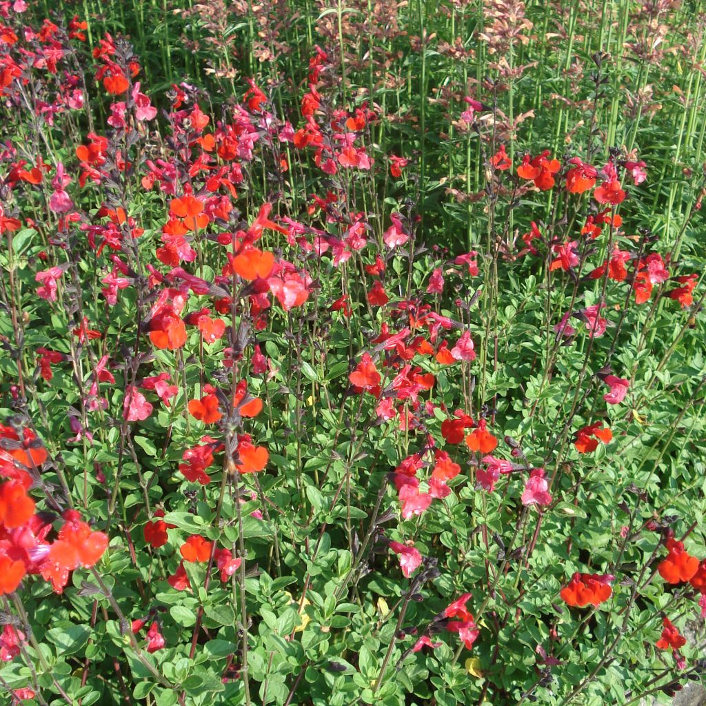 Salvia microphylla Royal Bumble - Salvia rosa