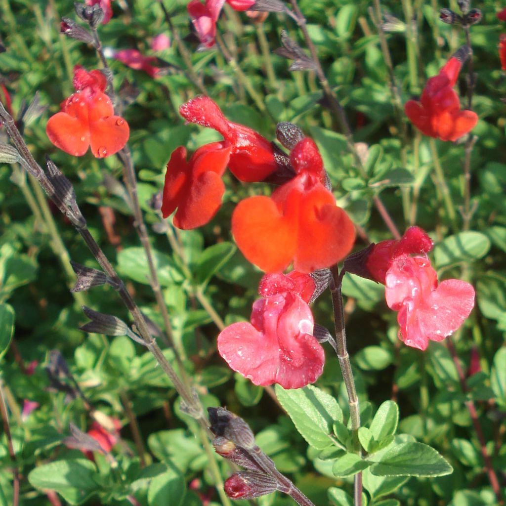 Salvia microphylla Royal Bumble - Salvia rosa