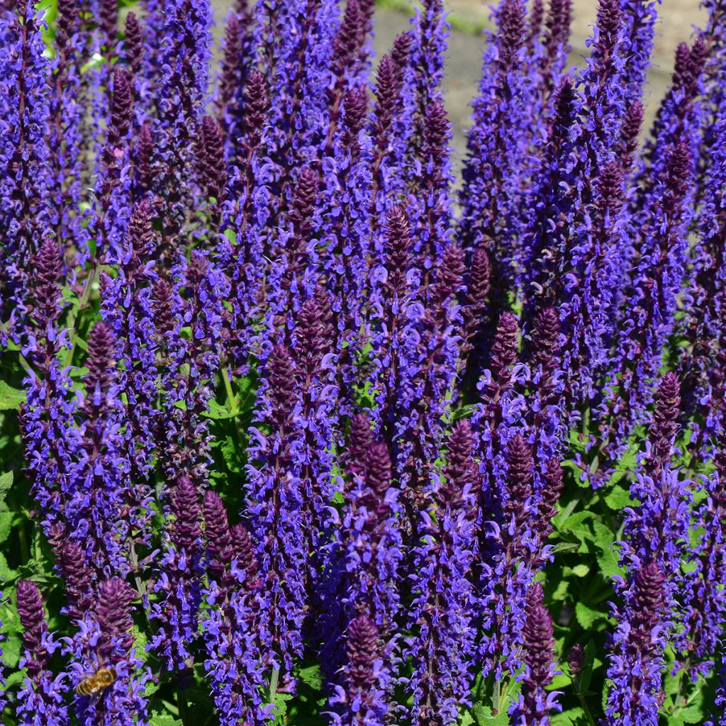 Salvia nemorosa Blue Bouquetta Alklf - Sauge des bois