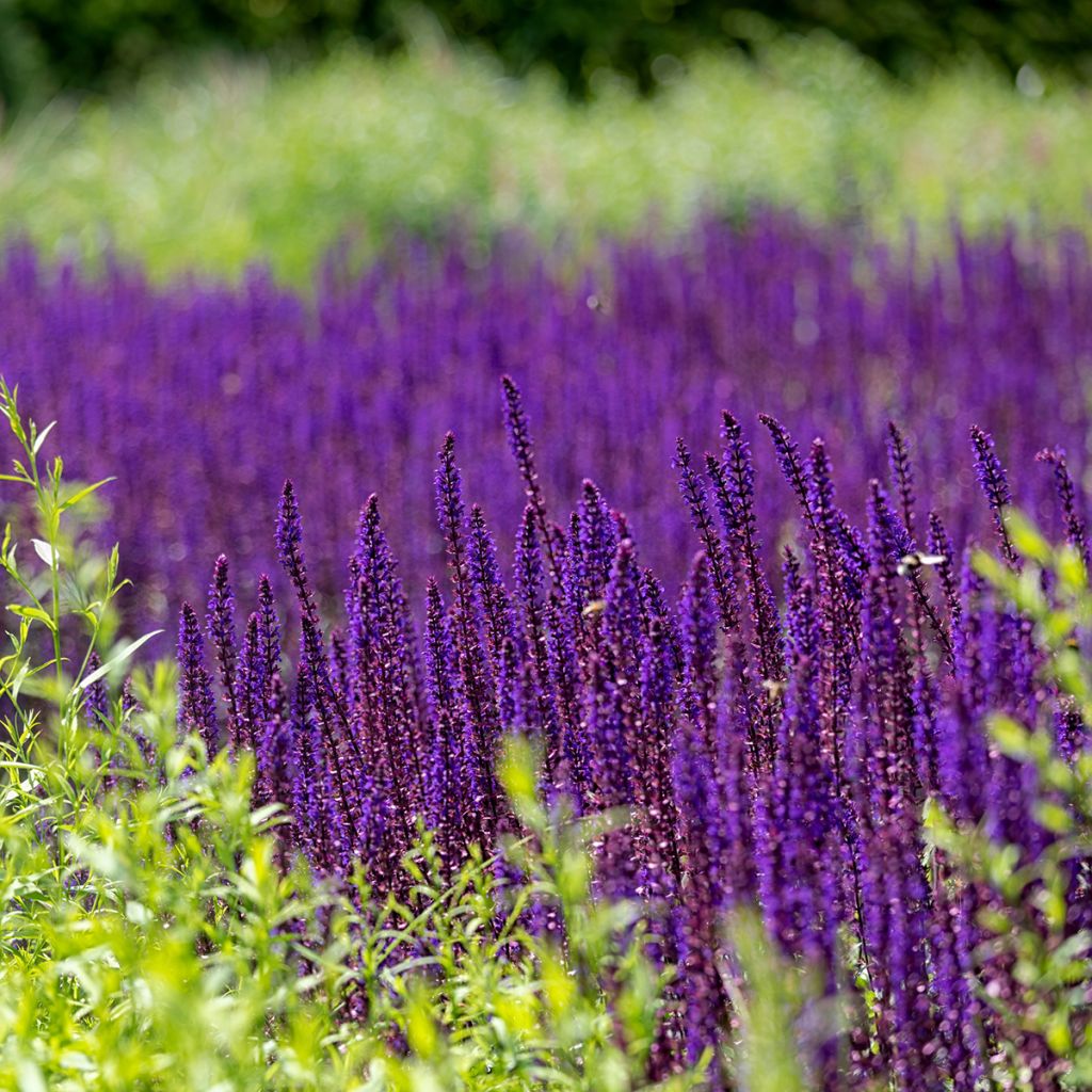 Salvia nemorosa Caradonna Compact - Sauge des bois