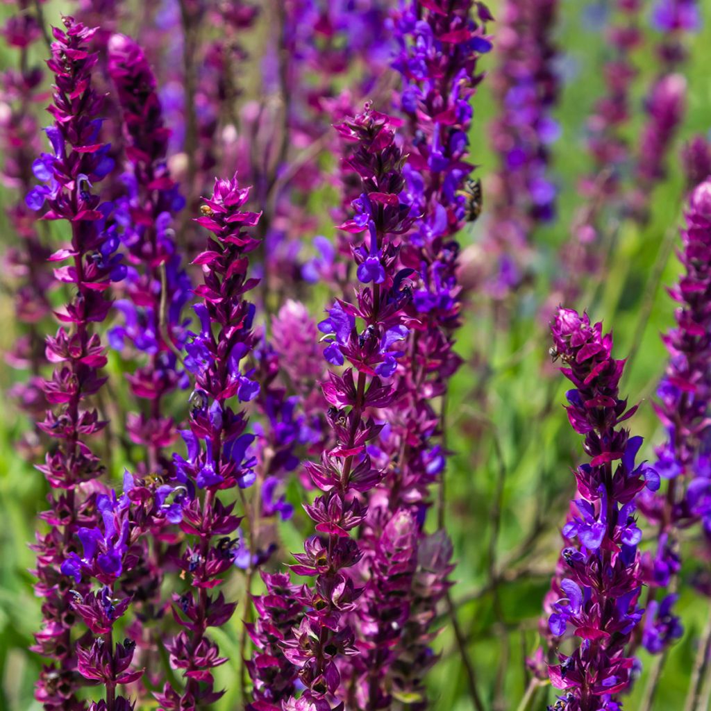 Salvia nemorosa Caradonna Compact