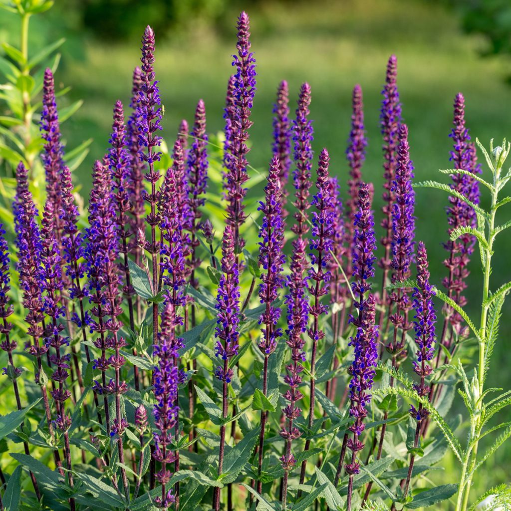 Salvia nemorosa Caradonna Compact