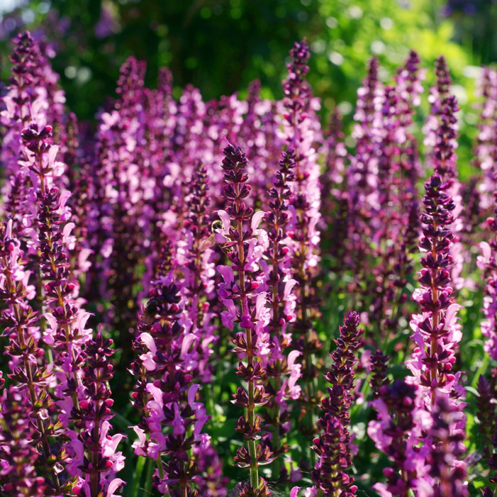 Salvia sylvestris Lyrical Rose