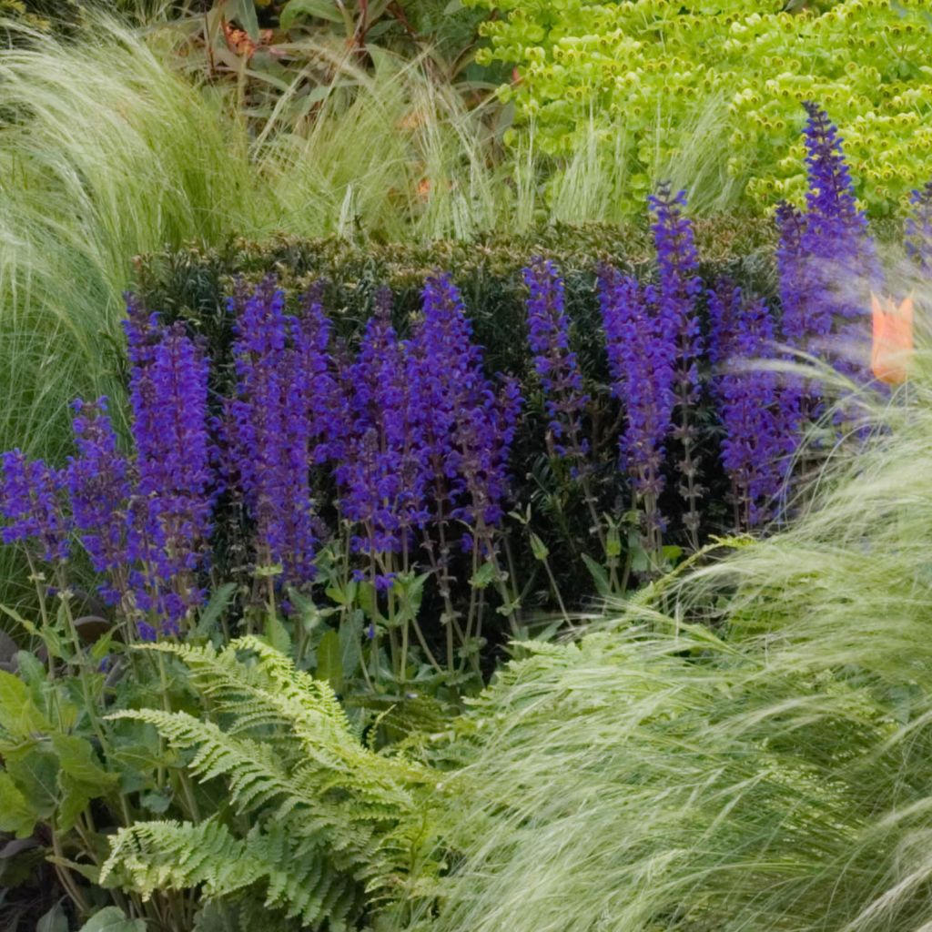 Salvia nemorosa Mainacht