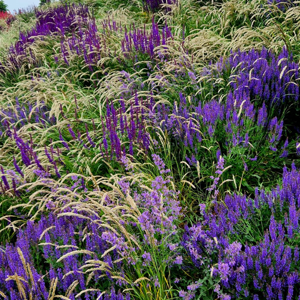 Salvia nemorosa Mainacht