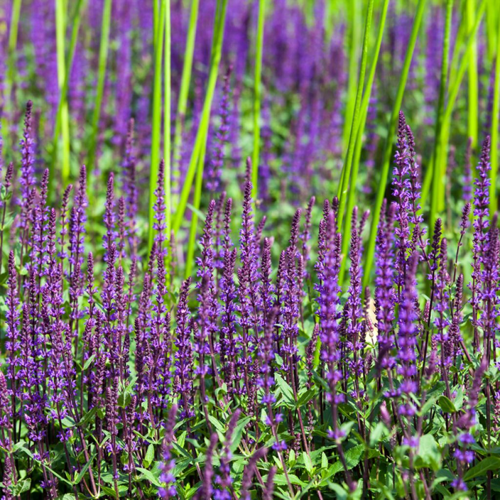 Salvia nemorosa Ostfriesland