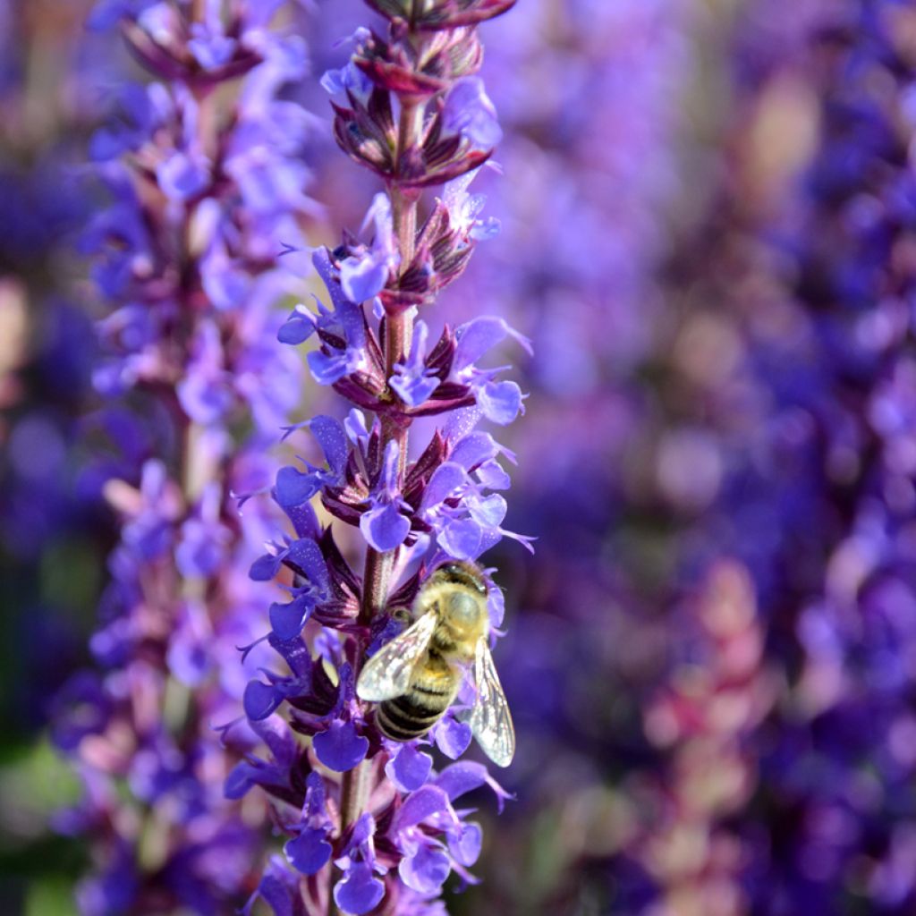 Salvia nemorosa Ostfriesland