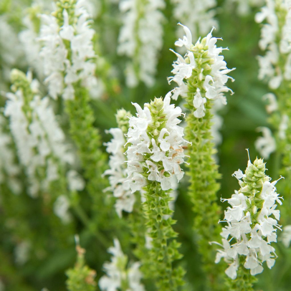 Salvia nemorosa Salute White - Sauge des bois