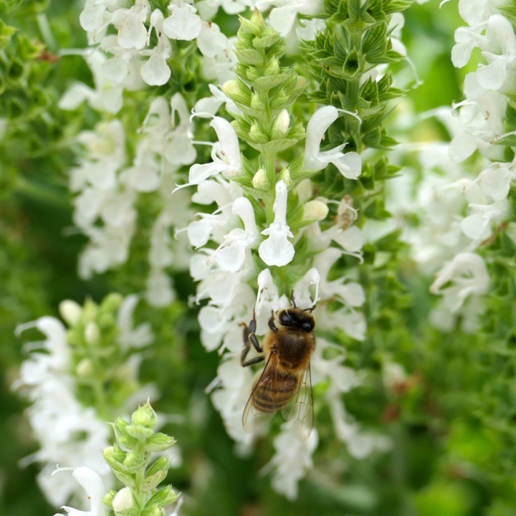 Salvia nemorosa Salute White