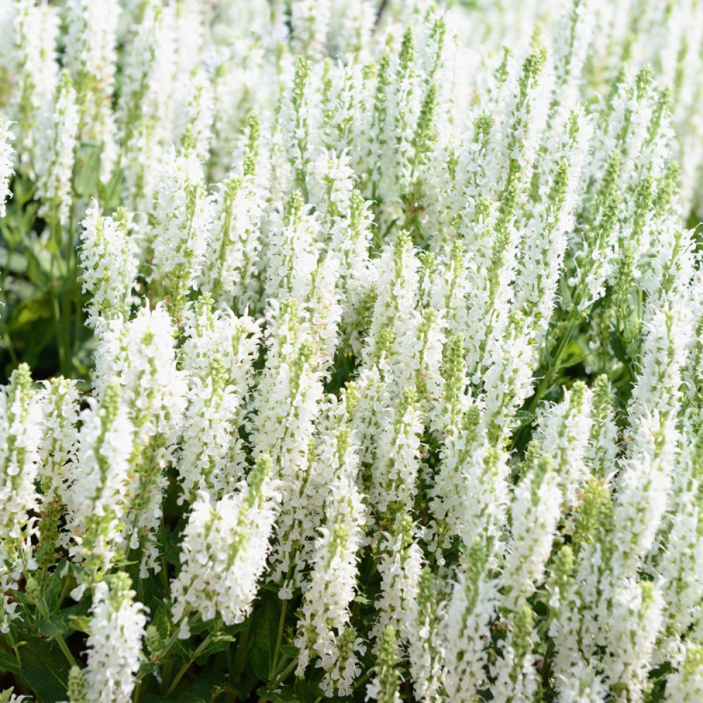 Salvia nemorosa Salute White