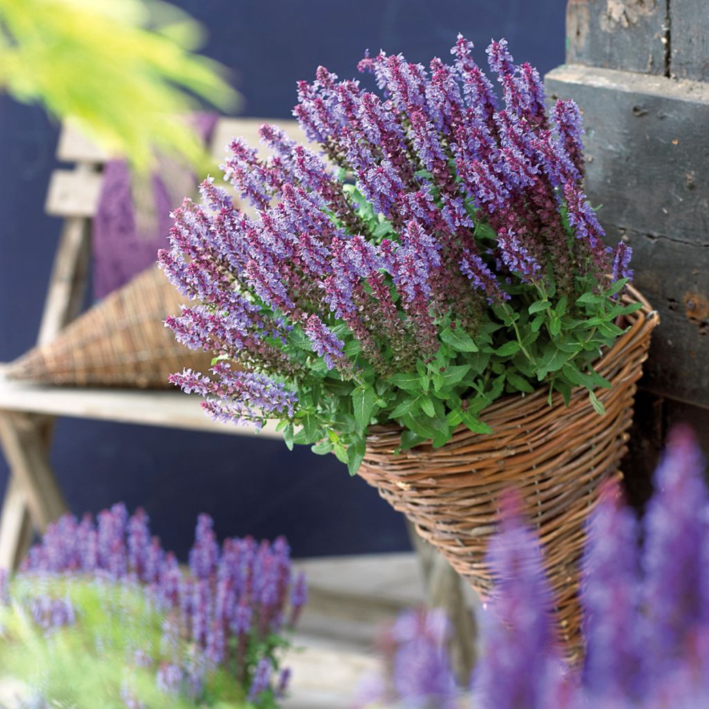 Salvia nemorosa Sensation Deep Blue