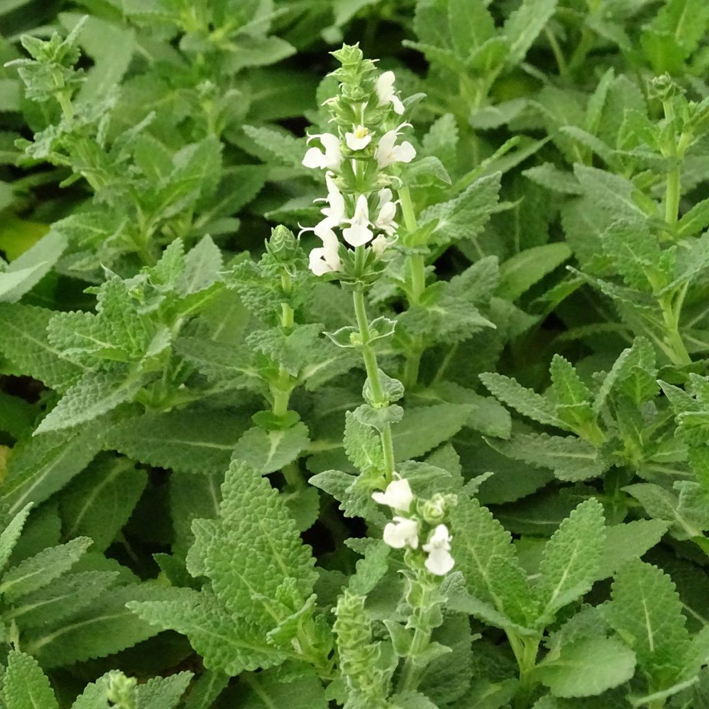 Salvia nemorosa Sensation White