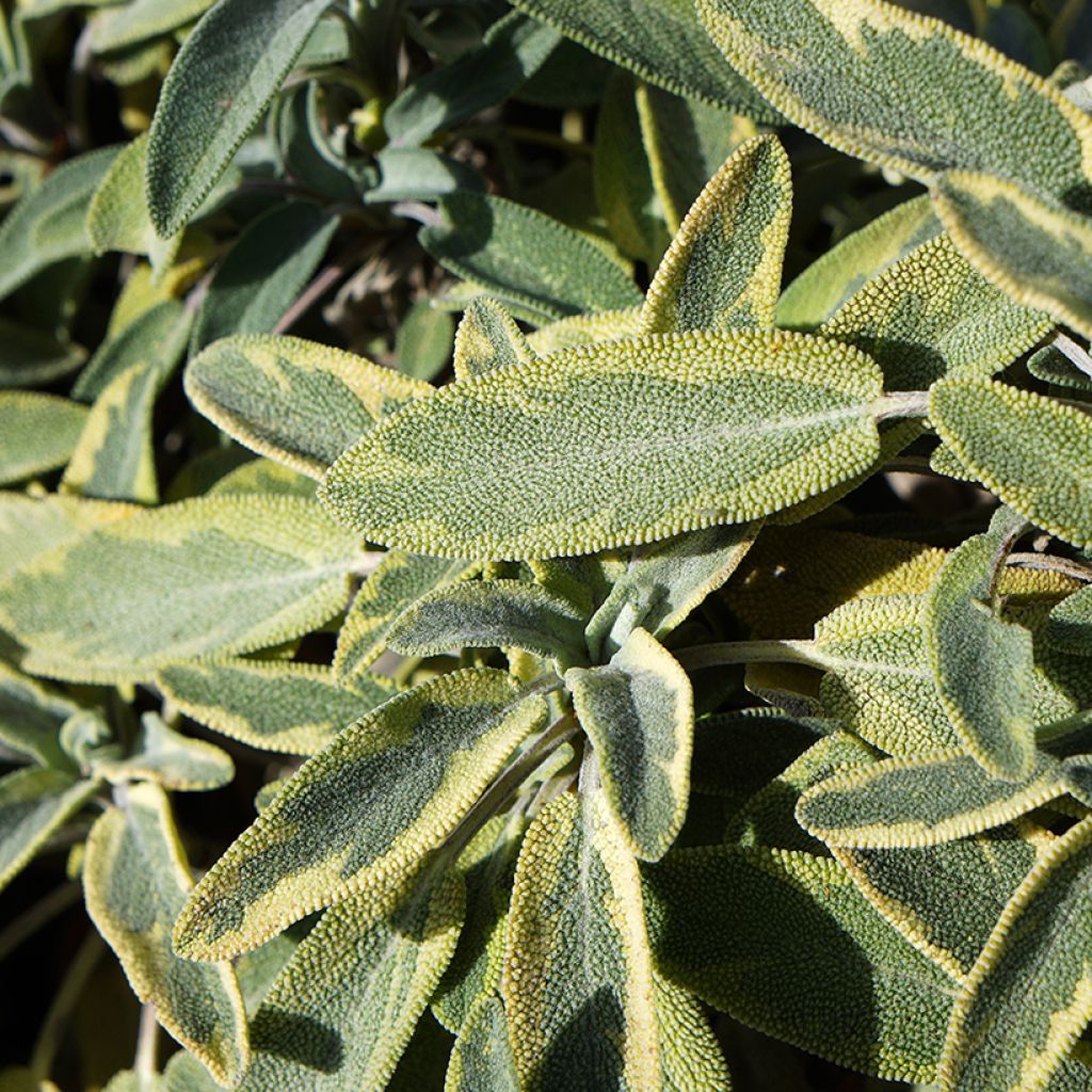 Salvia real Berggarten Variegated