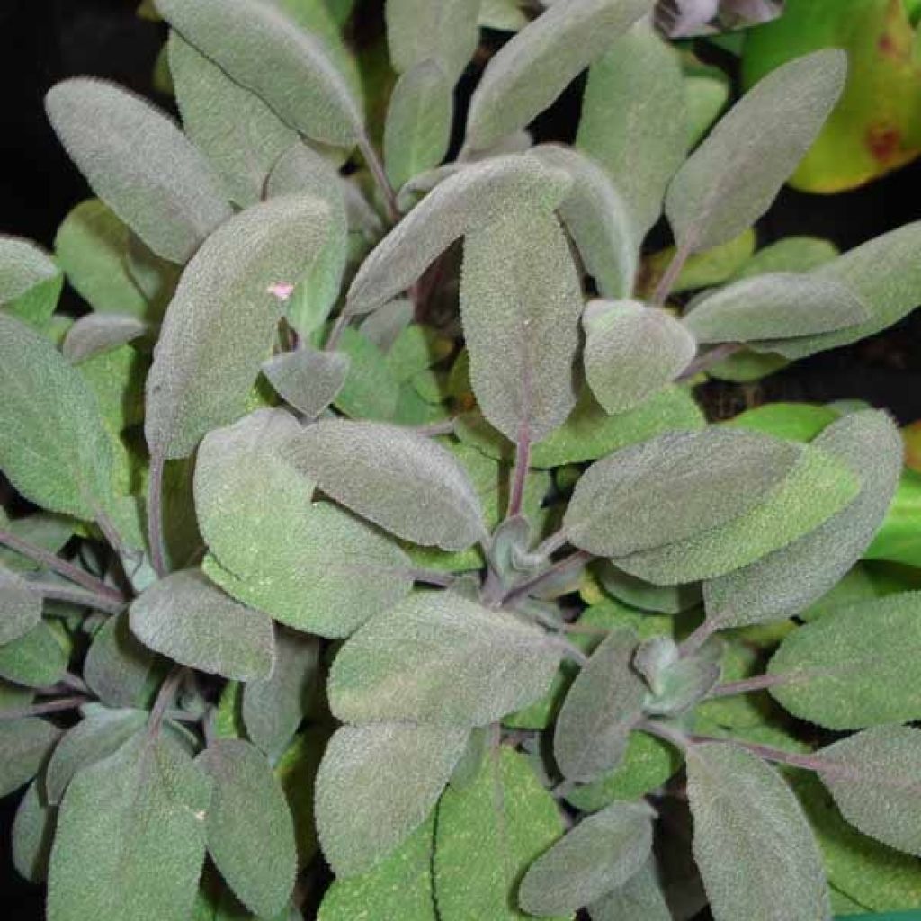 Salvia real Purpurascens