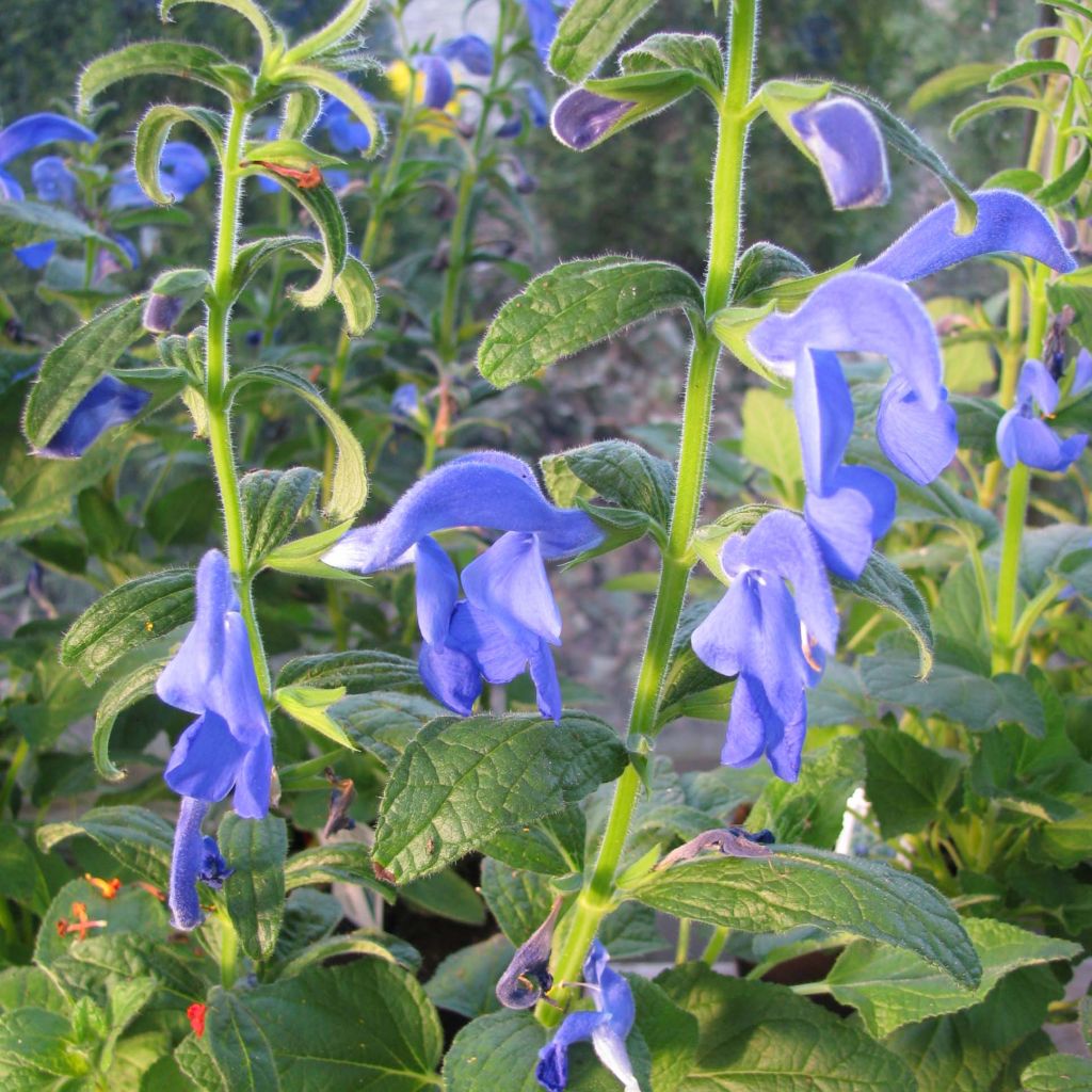 Salvia patens Royal Blue